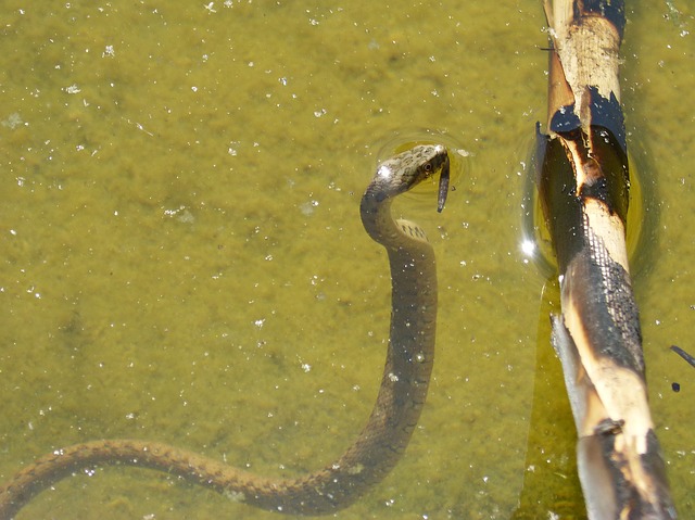 had ve vodě