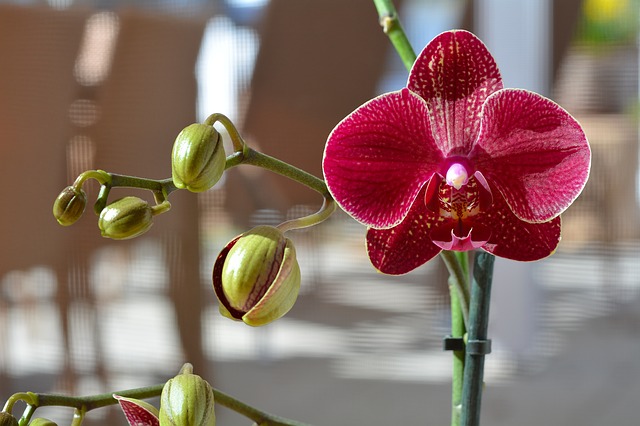 červená orchidej.jpg